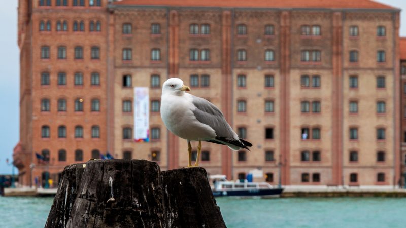 Venezia: l’isola della Giudecca